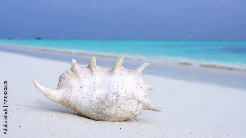 Seashell on sandy maldivian beach, nobody Seashell on sandy maldivian beach, nobody