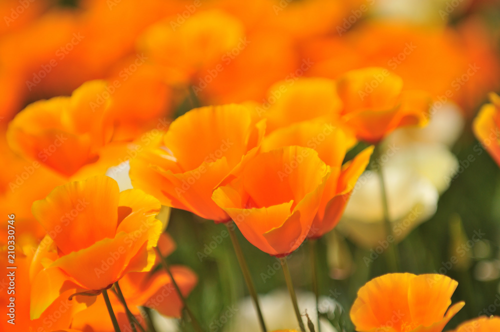 花 花