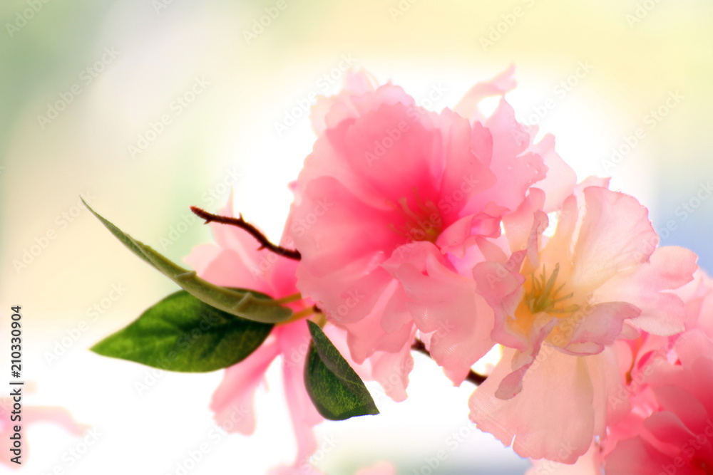 Plastic Pink flowers background, Blurred soft Pink flower Plastic for background, Picture Valentine sweet color or Sakura pink flower japan background