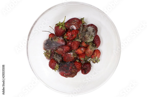 Canvas Print Strawberry rot, Rotten fruit, fruit moldy, Rotten fruit in a bowl, Strawberry ro