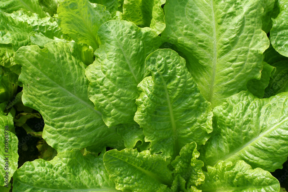 Growing lettuce in the vegetable garden