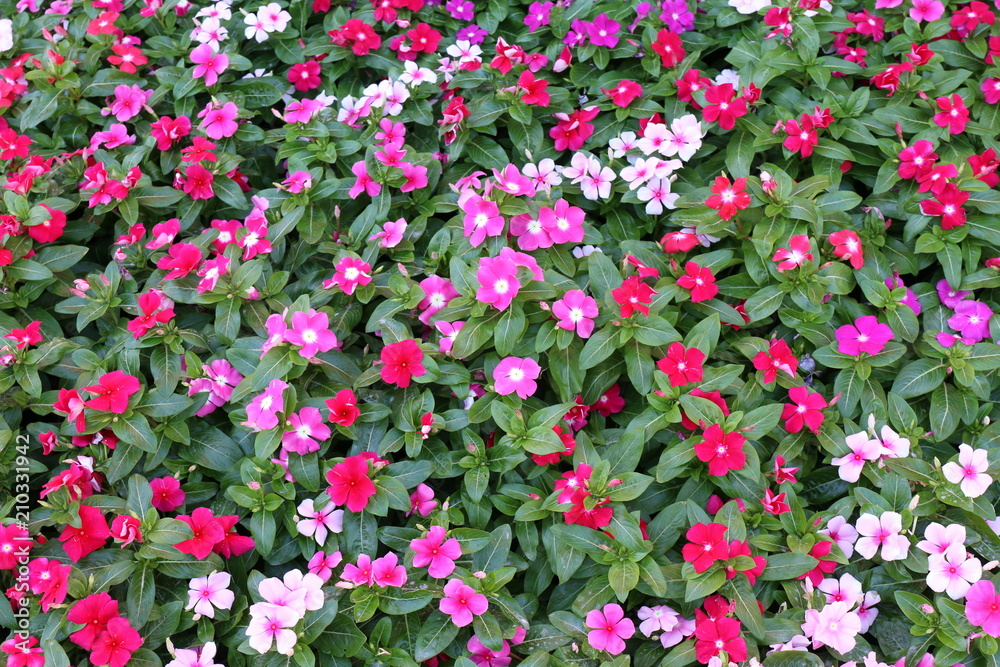 Fototapeta premium flower colorful, colorful flower, flora, blossom, flower bloom colorful for background