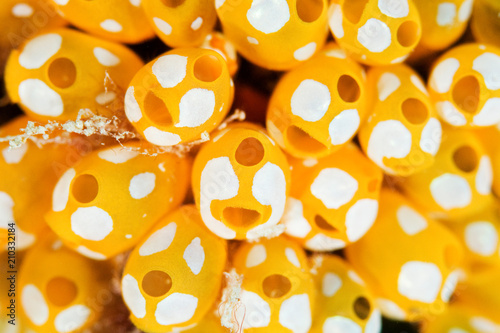 ウルトラマンホヤ