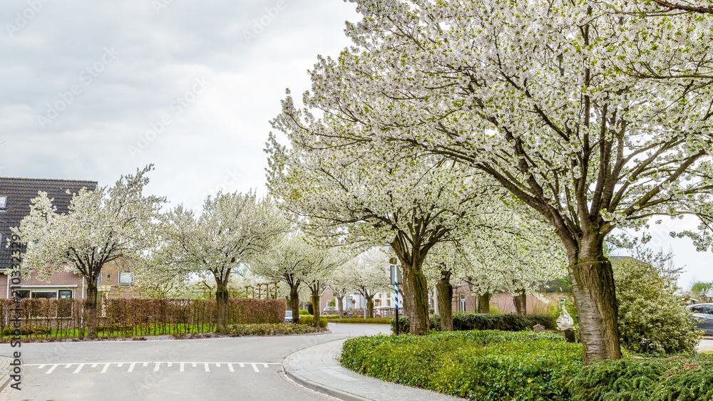 Blooming trees in the streets during spring in Eck en Wiel, Gelderland, Netherlands Blooming trees in the streets during spring in Eck en Wiel, Gelderland, Netherlands