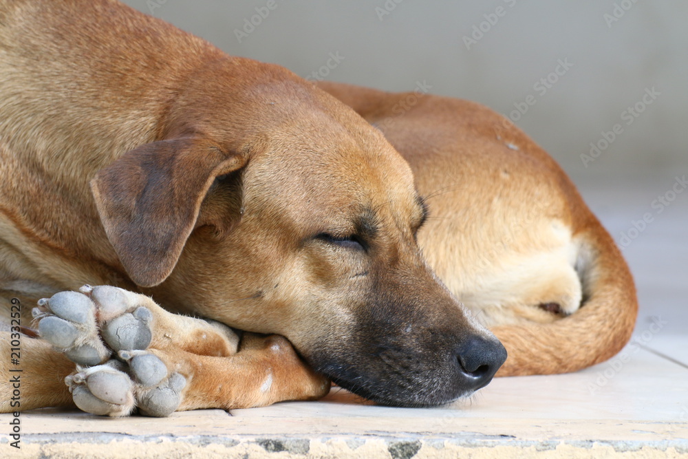 dog sick, sleep dog relax alone, brown dog is sleeping, brown dog is sleep sick