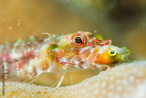 捕食する魚 photo