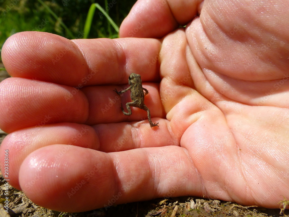 Little brown frog on a human hand