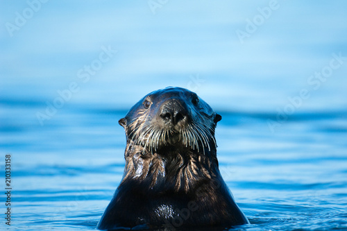 Portrait of sea otter 