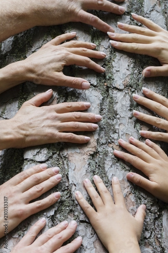 many hands on the background of an old tree, the connection between man and nature.