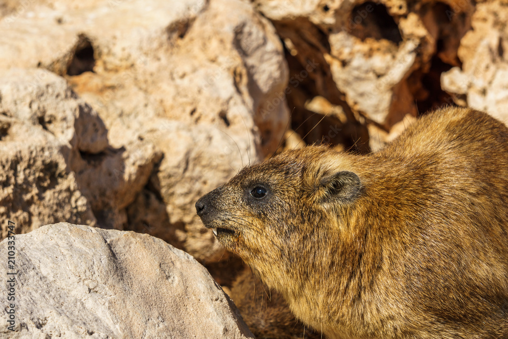 Obraz premium Rock hyrax in rocky terrain in the wild.