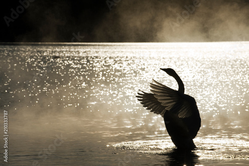 Silhouette of swan in water photo