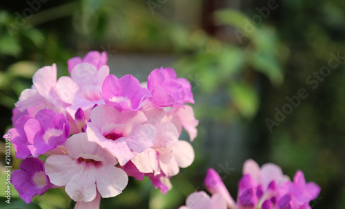 Closeup of garlic vine flowers with natural background. © Amphon