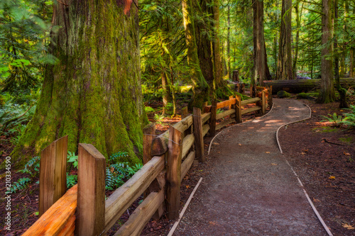 A hiking trail in the Cathedral Grove on Vancouver Island, BC, Canada photo