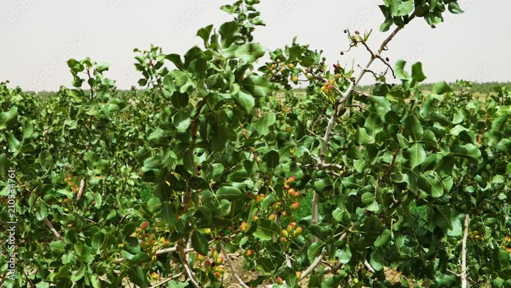 A shot of fresh pistachio on its tree branch. A shot of fresh pistachio on its tree branch.