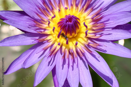 Lotus beautiful  Purple lotus carpel close up flower  Lotus flower close up  Lotus blossom nature