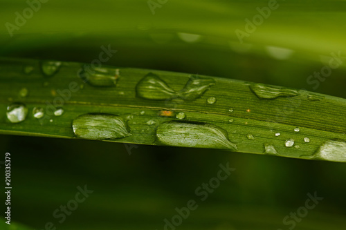 Water drops on the grass/After rain on the grass were drops. They reflect the world around them. Nature, macro, close-up. Russia, Moscow region, Shatura