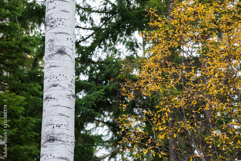 Fototapeta premium Tracks and marks on a Poplar tree made by a black bear climbing it