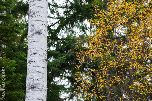 Tracks and marks on a Poplar tree made by a black bear climbing it