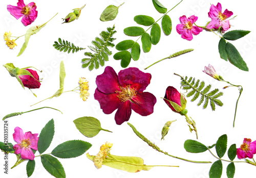 Floral pattern of flowers and leaves and buds of dog rose, linden, plantain, acacia and others isolated on white. Medicinal herbs.Botanical background. Dry pressed plants. Herbarium, Scrapbooking 