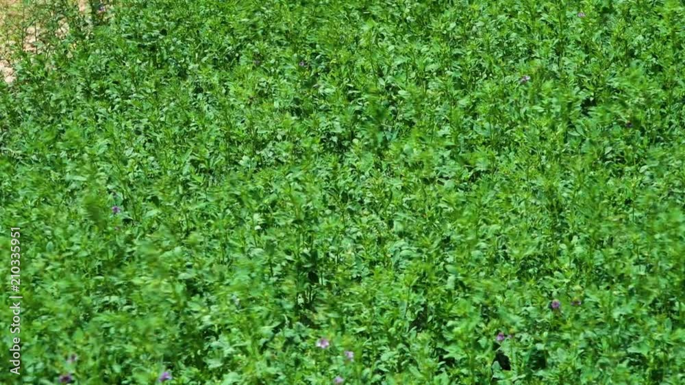 A shot of a pistachio farm. The shot is wide. A shot of a pistachio farm. The shot is wide.