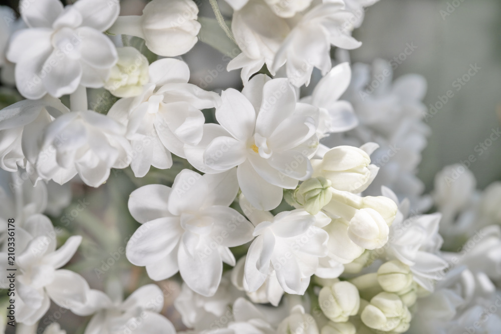 fresh blossomed white lilac with green leaves. fresh blossomed white lilac with green leaves.