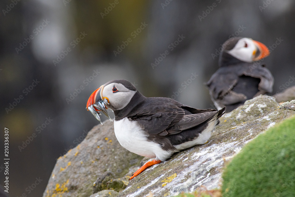 Fototapeta premium Atlantic Puffins (Fratercula arctica), standing on the cliff at Isle of May