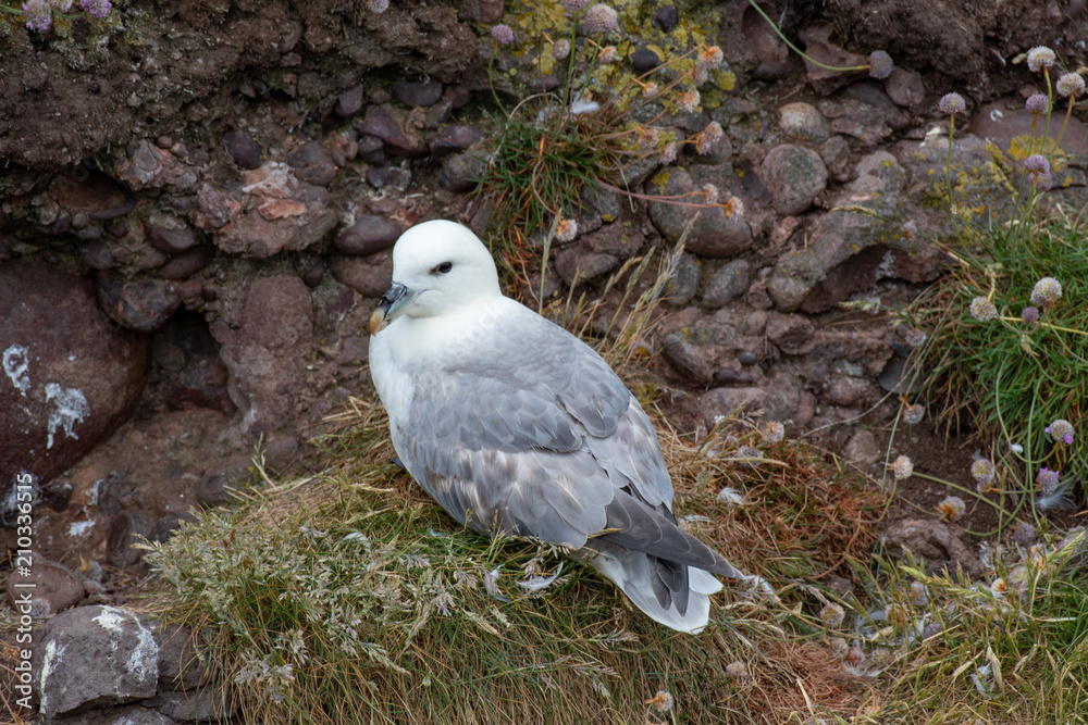 Fulmar (Fulmarus glacialis) nesting on a cliff edge Fulmar (Fulmarus glacialis) nesting on a cliff edge