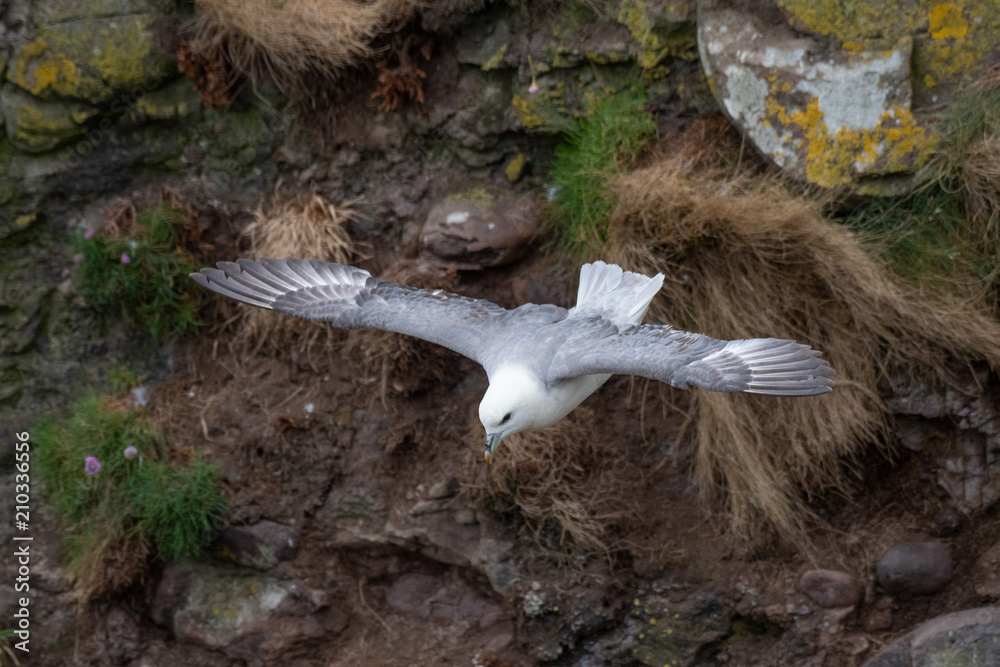 Fototapeta premium Fulmar light morphs hovering near seabird colonies