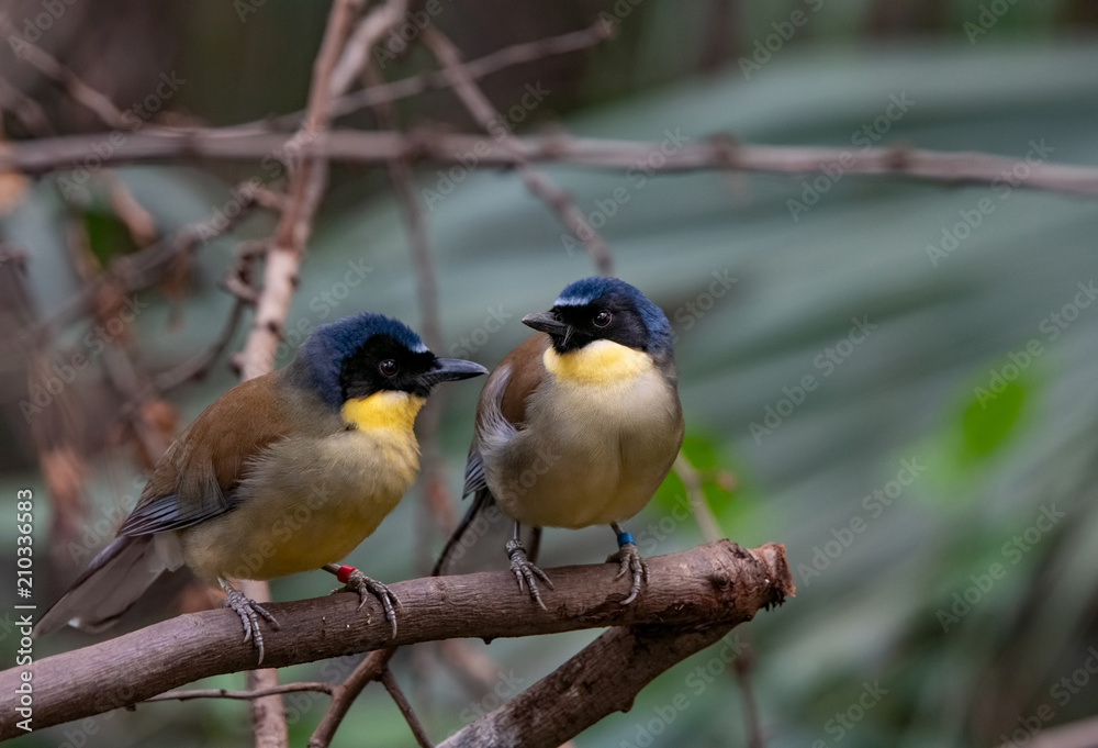 Naklejka premium A blue-crowned laughingthrush, Garrulax courtoisi, perched on a tree stump.