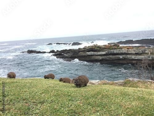 A group of young dassies, also known as Rock badger or cape hyrax grazing in front of Stormsriver mouth in South Africa photo
