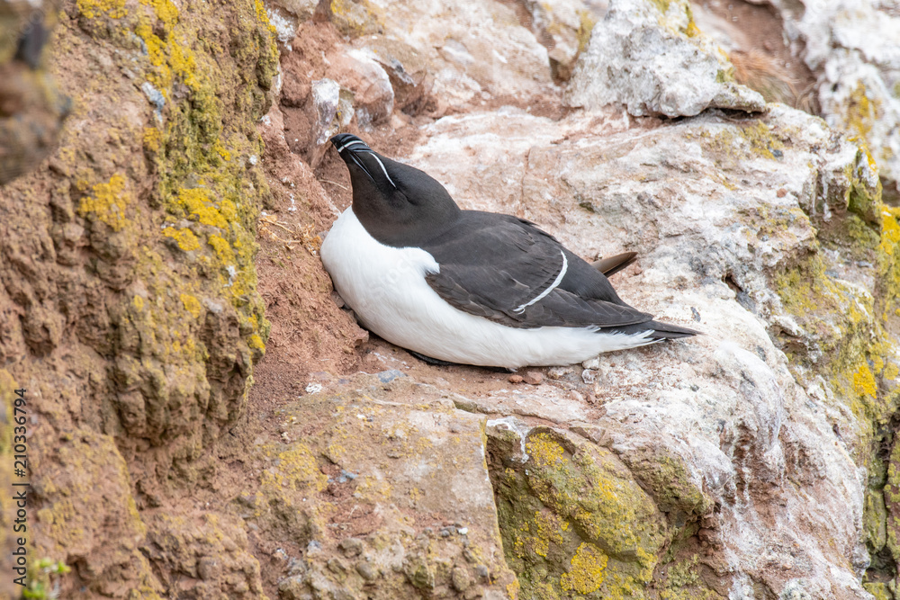 Razorbill (Alca torda) nesting on coastal cliff Scotland Razorbill (Alca torda) nesting on coastal cliff Scotland