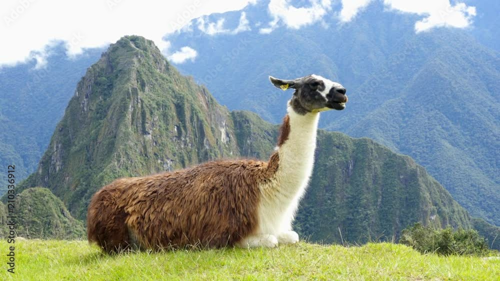 Llama in the top of the Machu Pichu Archieological Lost City of the Inca
