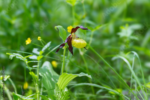 Specieswild orchid Lady's Slipper  Real (Cypripedium calceolus) on aforest meadow. photo