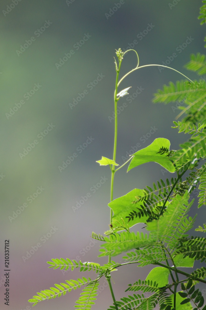 Growth of trees, shoots of young leaves Growth of trees, shoots of young leaves