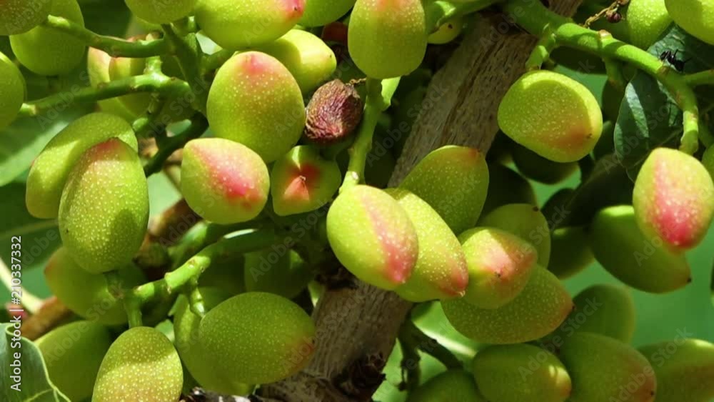 A close up scenic shot of pistachio nuts hanging on its tree branch.