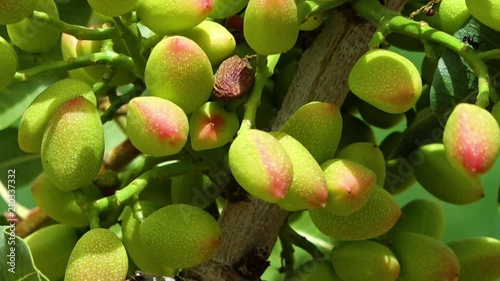A close up scenic shot of pistachio nuts hanging on its tree branch. photo