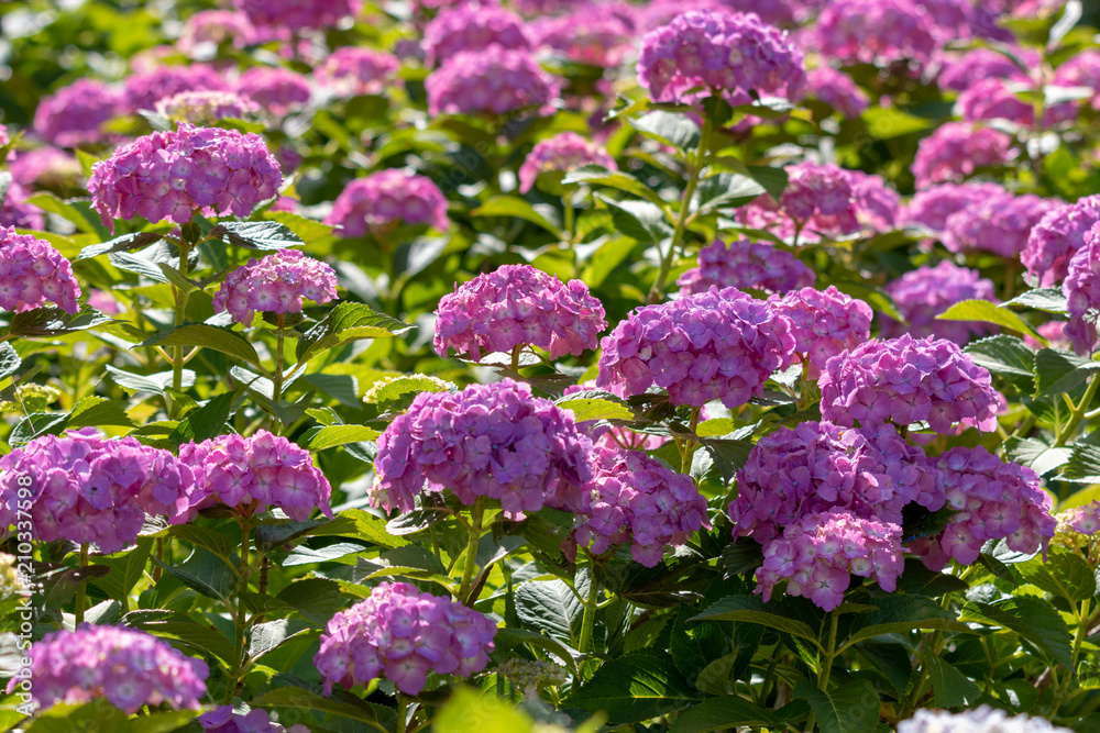 Hydrangea at Hattori Farm in Mobara City, Chiba Prefecture, Japan / Hattori farm is a famous place called a hydrangea mansion Hydrangea at Hattori Farm in Mobara City, Chiba Prefecture, Japan / Hattori farm is a famous place called a hydrangea mansion