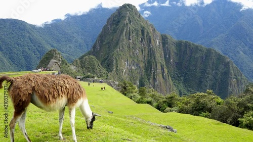 Llama in the top of the Machu Pichu Archieological Lost City of the Inca