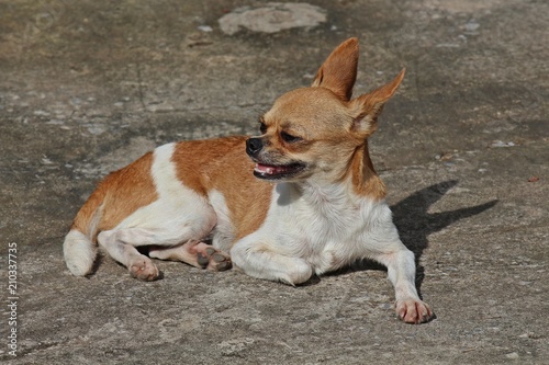 Cute dog   be small-sized dog   there is the prominent point that eyes and ears   see it at UDONTHANI province THAILAND.