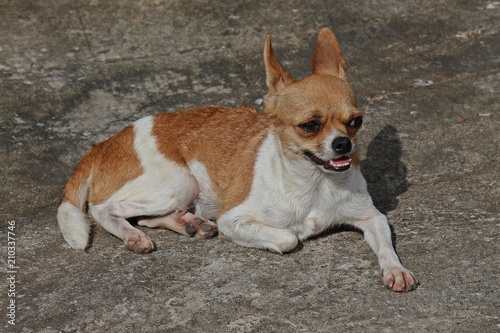 Cute dog, be small-sized dog, there is the prominent point that eyes and ears, see it at UDONTHANI province THAILAND.