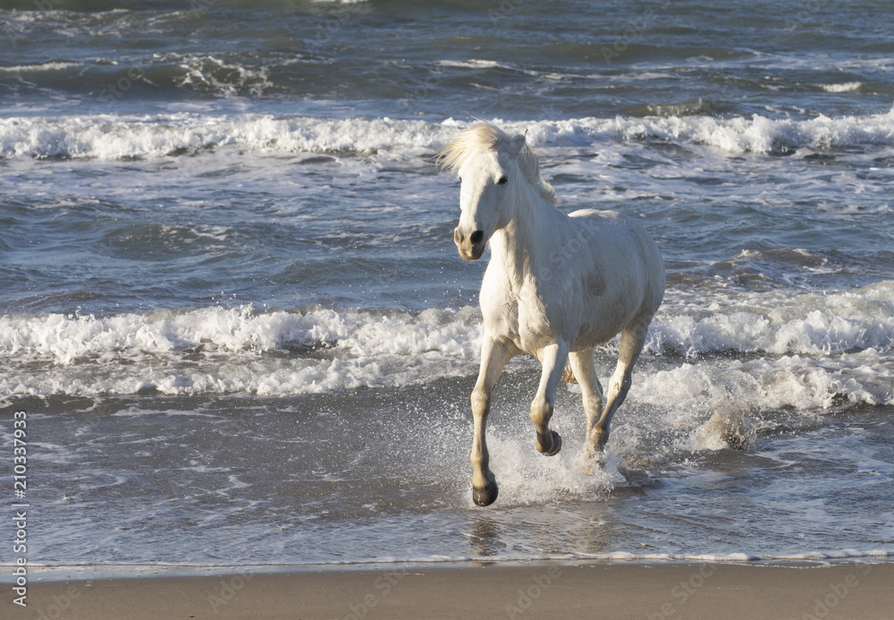 Beautiful White Horses of Camargue France Beautiful White Horses of Camargue France