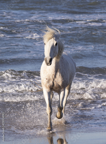 Fototapeta Naklejka Na Ścianę i Meble -  Beautiful White Horses of Camargue France