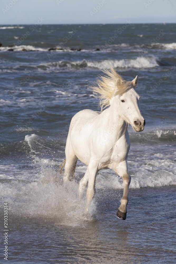 Beautiful White Horses of Camargue France Beautiful White Horses of Camargue France