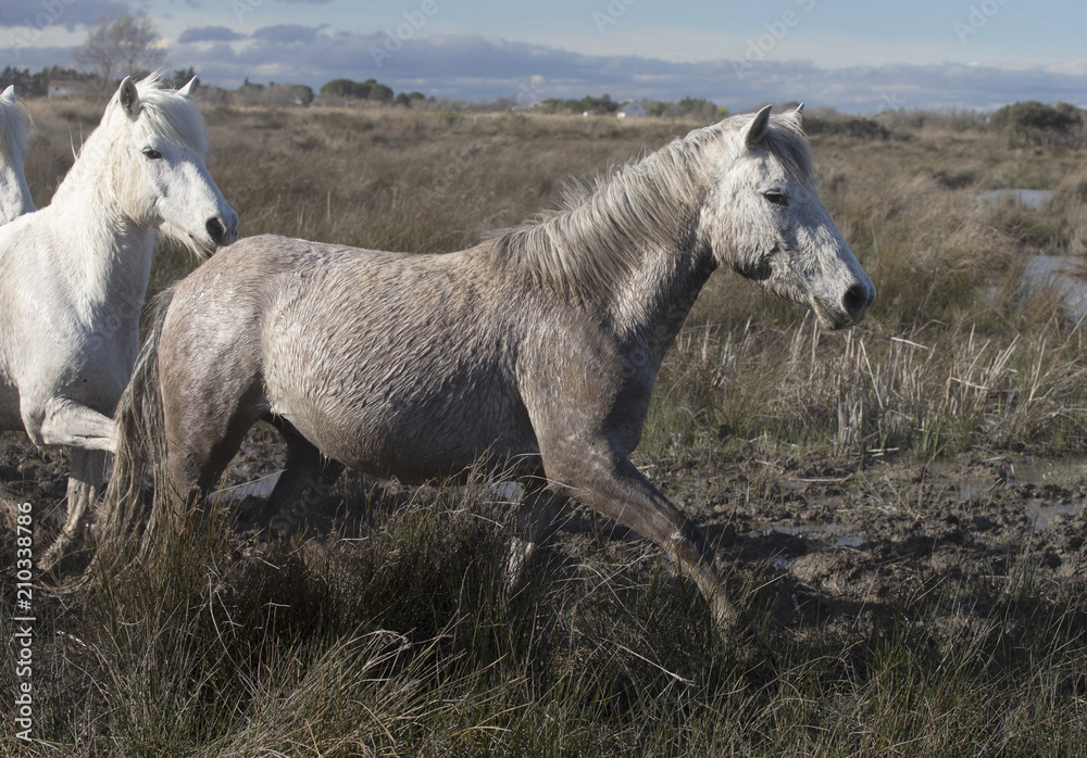Beautiful White Horses of Camargue France Beautiful White Horses of Camargue France
