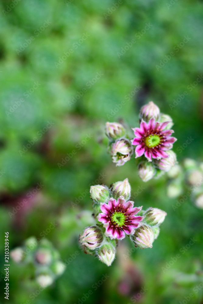 Succulents, vertical of hen and chicks plants in bloom, flowers with pink petals and yellow centers, against a blurred green background
