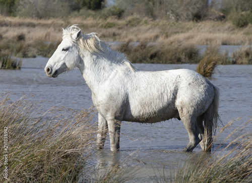 Fototapeta Naklejka Na Ścianę i Meble -  Beautiful White Horses of Camargue France