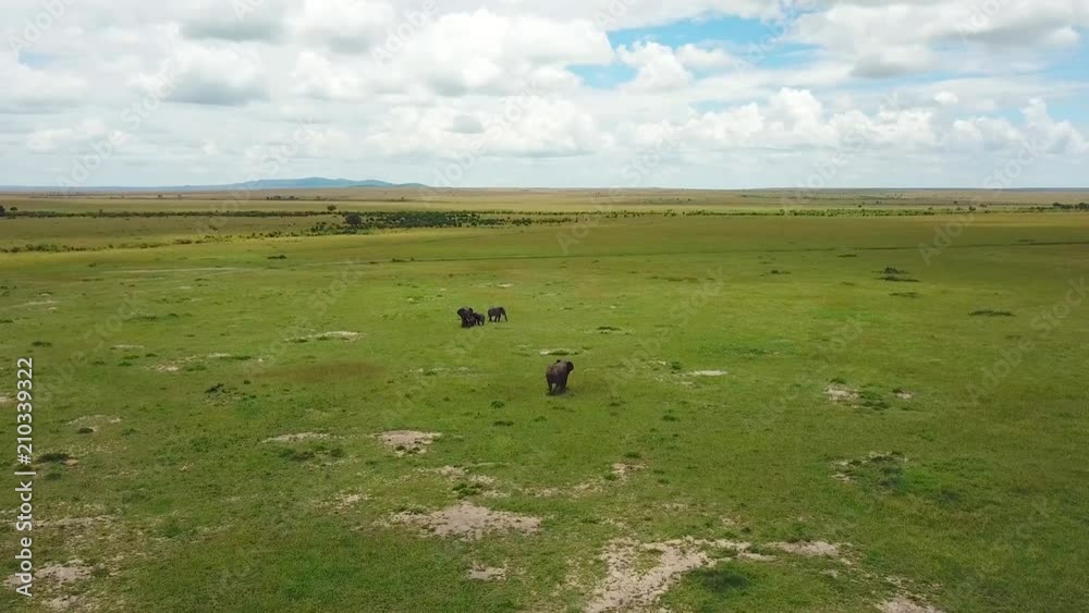 elephant family in african savannah in Kenya elephant family in african savannah in Kenya