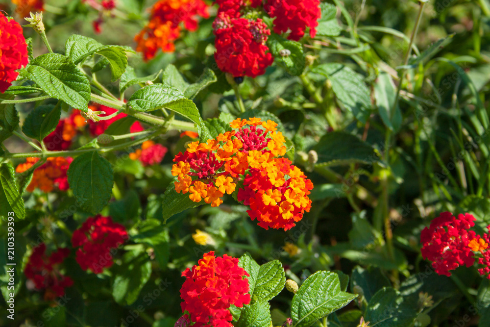colorful Lantana camara flowers colorful Lantana camara flowers