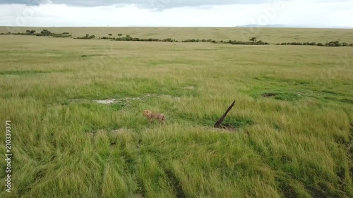 lion in high grass in african savannah in Kenya