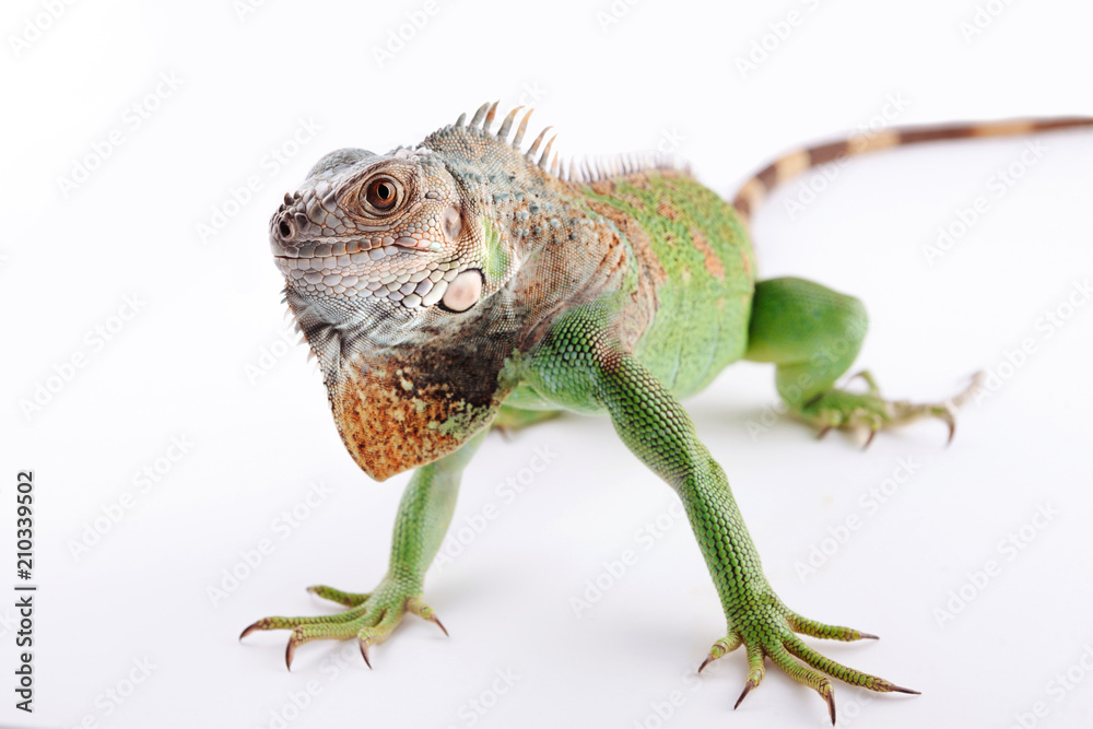 Fototapeta premium iguana on white background